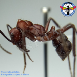 Hormiga Reina Camponotus Coloratus