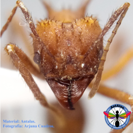 hormiga reina camponotus rosarensis