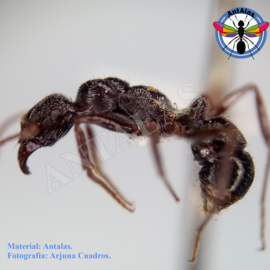 hormiga reina camponotus rosarensis