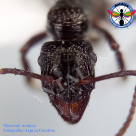 Hormiga Reina Camponotus  Sericeiventris