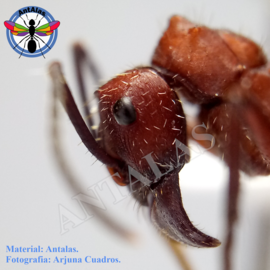 Hormiga Reina Camponotus Coloratus