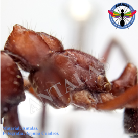 Hormiga Reina Camponotus Coloratus