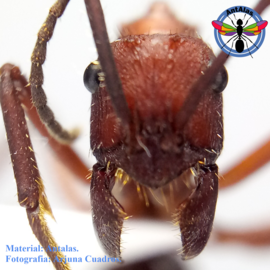 Hormiga Reina Camponotus  Sericeiventris