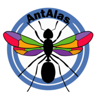 Hormiga Reina Camponotus Coloratus