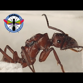 hormiga reina ​ECTATOMMA OPACIVENTRE