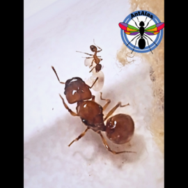 Hormiga Reina Pheidole Bergi