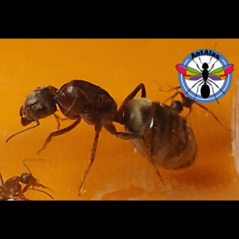 Hormiga Reina Camponotus  Rosariensis