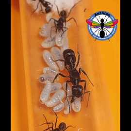 Hormiga Reina Ectatomma Adentatum