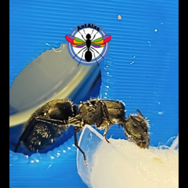 hormiga reina camponotus Crassus