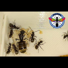 Hormiga Reina Camponotus  Mus