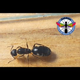 Hormiga Reina CAMPONOTUS SEXAGUTTATUS