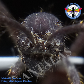 hormiga reina camponotus rosarensis
