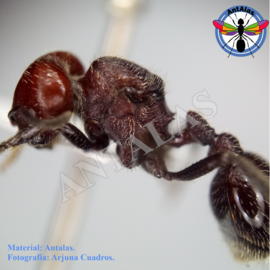 hormiga reina camponotus rosarensis