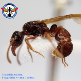 Hormiga Reina Camponotus Coloratus