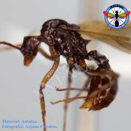 hormiga reina camponotus rosarensis