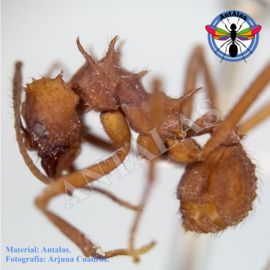 hormiga reina camponotus rosarensis