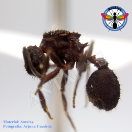hormiga reina camponotus rosarensis