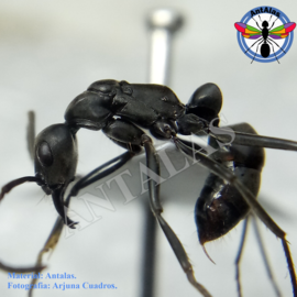 Hormiga Reina Camponotus Coloratus