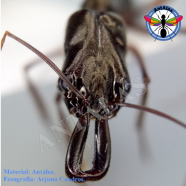 Hormiga Reina Camponotus Coloratus