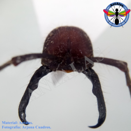 hormiga reina camponotus rosarensis