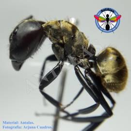 hormiga reina camponotus rosarensis