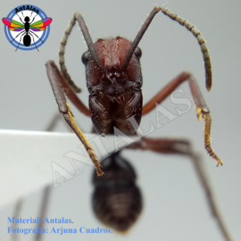 hormiga reina camponotus rosarensis