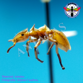 Hormiga Reina Camponotus Coloratus