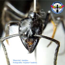 hormiga reina camponotus rosarensis
