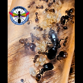 Hormiga Reina Pheidole Aberrans