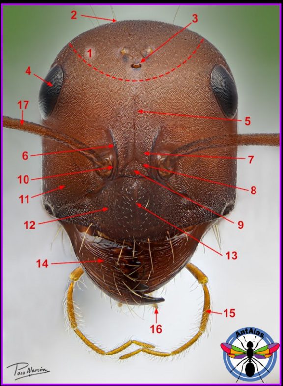 Partes de la cabeza de la hormiga
