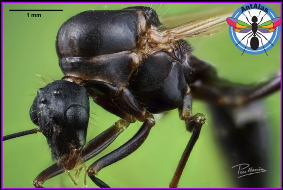 Alas membranosas de la hormiga reina