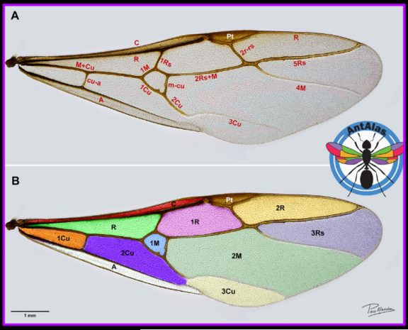 Venas y celdas del ala - sistema C-N
