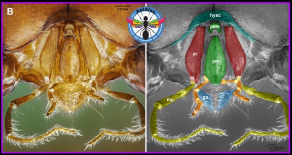 Labio, maxilas y palpos - vista frontal