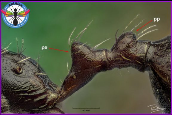 Peciolo y pospeciolo - Fig. 3