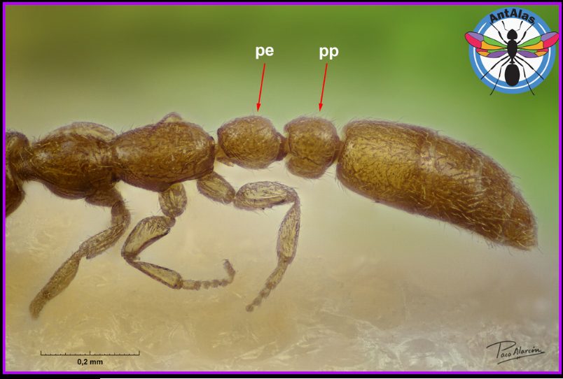 Peciolo y pospeciolo de Leptanilla sp. - Fig. 4