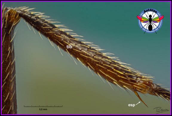 Tibia y espolón de la pata trasera