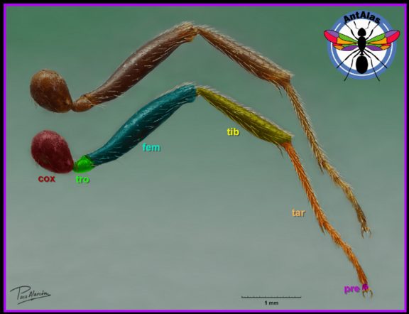Segmentos de la pata - coxa, trocánter, fémur, tibia, tarso, pretarso