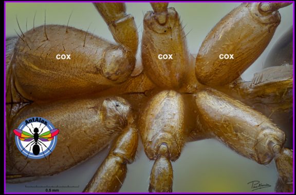 Coxa - unión de la pata con el mesosoma