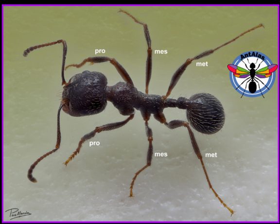 Las seis patas - protorácicas, mesotorácicas, metatorácicas