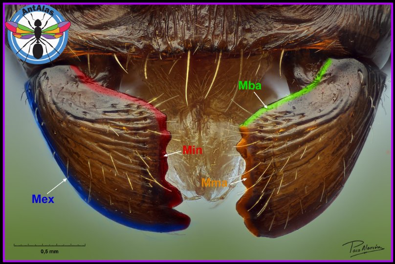 Márgenes de la mandíbula - externo, interno, basal, masticador
