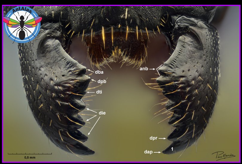 Mandíbula de Camponotus - dientes y dentículos