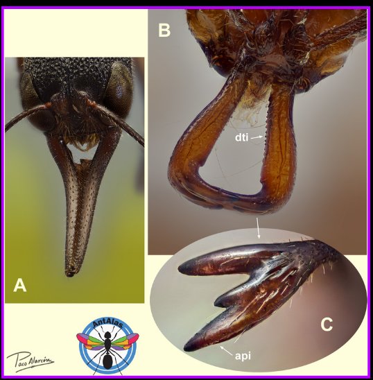 Mandíbulas de Harpegnathos y Anochetus - mandíbulas trampa