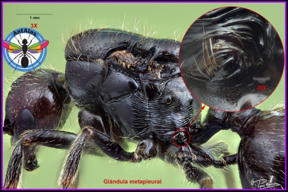 Glándula metapleural - órgano exclusivo de las hormigas
