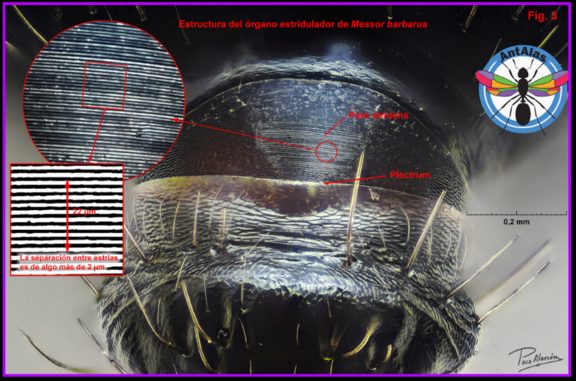 Órgano subgenual - detección de vibraciones del suelo