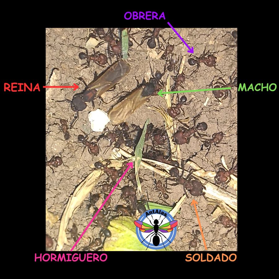 Clima vuelos nupciales 4