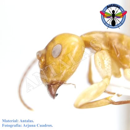 CAMPONOTUS SUSTITUTUS