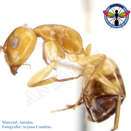 CAMPONOTUS SUSTITUTUS