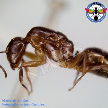 CAMPONOTUS BONARIENSIS