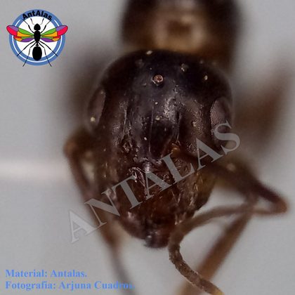 CAMPONOTUS ROSARENSIS