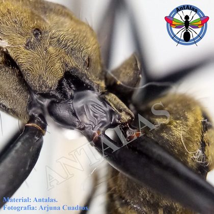SERICEIVENTRIS